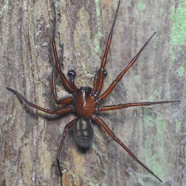 Photo of Callobius severus by <a href="http://www.coffinpoint.ca/">Paul Westell</a>